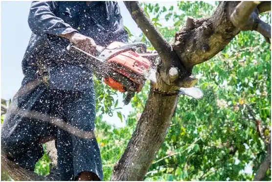 tree services Graham